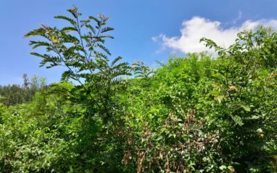LAND FOR SALE,0.05 HEC